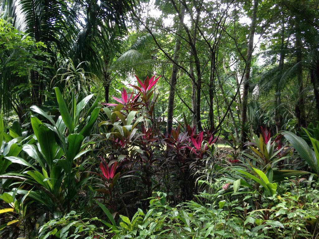 Casa Manglar Villa Puerto Jiménez Dış mekan fotoğraf